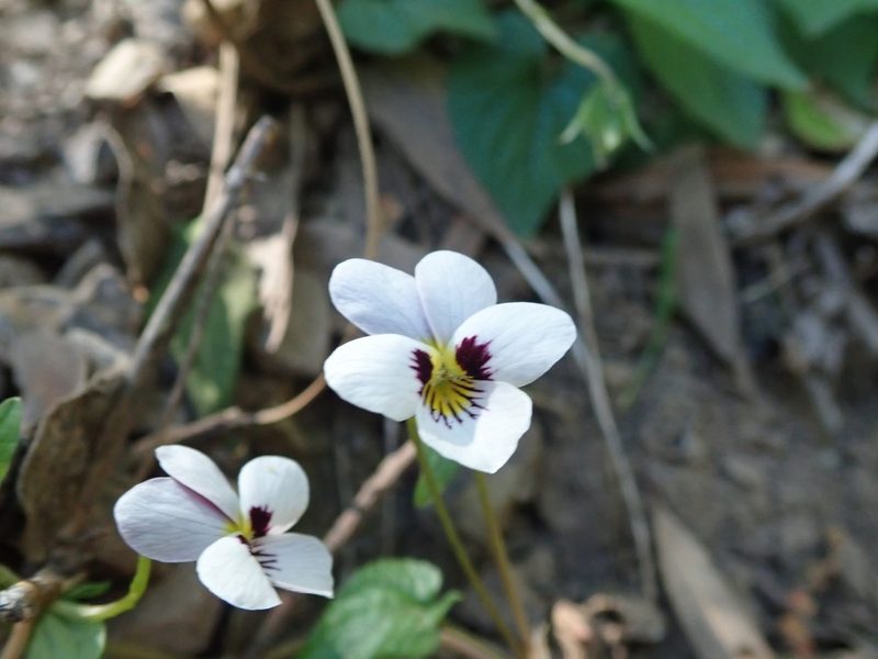Viola ocellata, photographed by joergmlpts