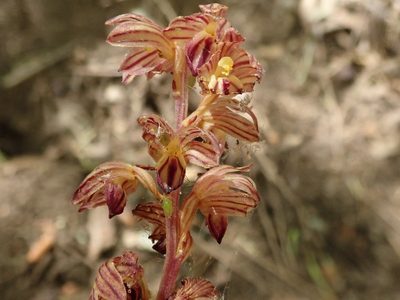 Corallorhiza striata, photographed by joergmlpts