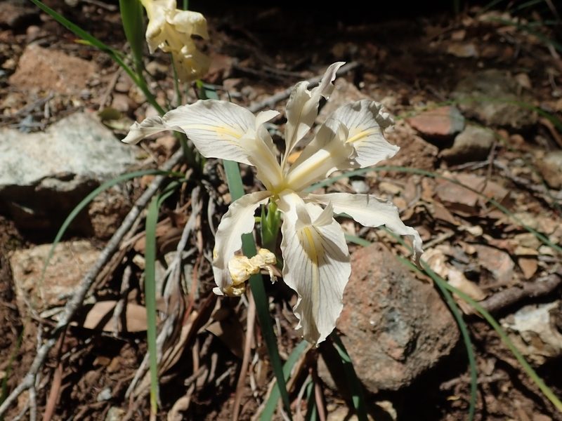 Iris fernaldii, photographed by joergmlpts
