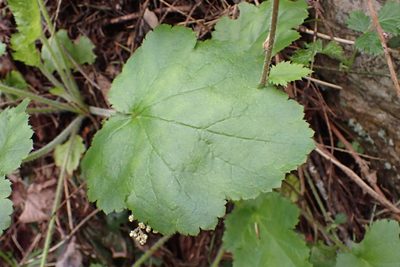 Heuchera micrantha, photographed by Shane Johnson