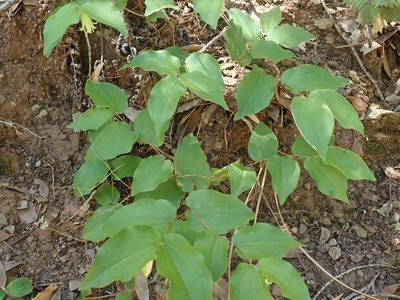 Prosartes hookeri, photographed by joergmlpts