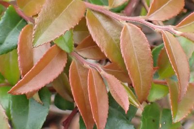 Vaccinium ovatum, photographed by Shane Johnson