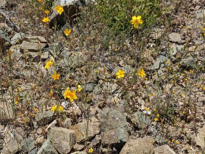 Mentzelia lindleyi
