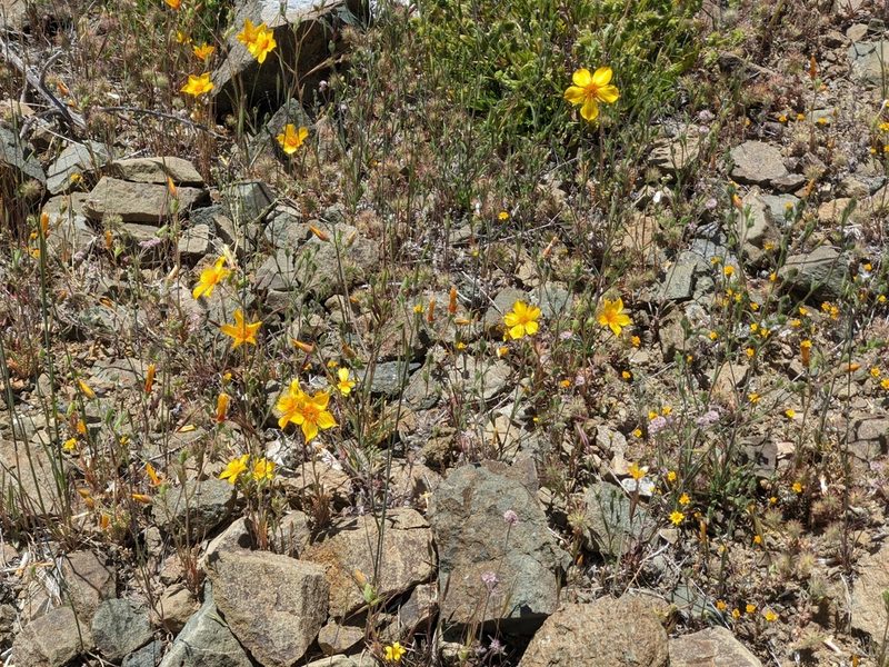 Mentzelia lindleyi, photographed by joergmlpts