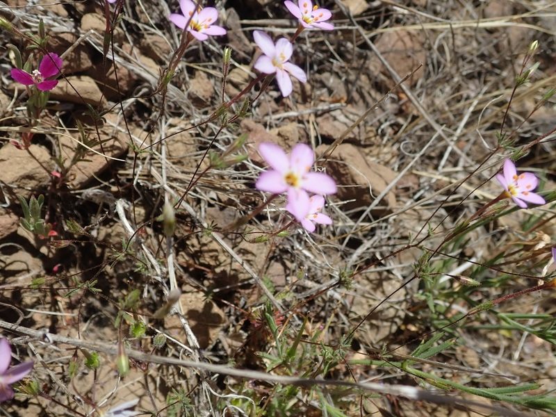 Leptosiphon ambiguus, photographed by joergmlpts