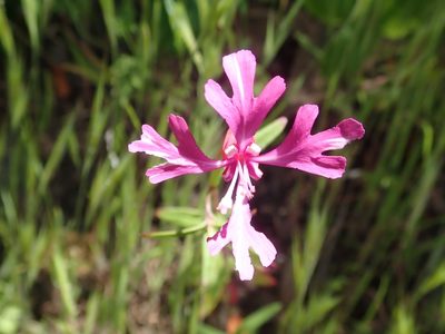 Clarkia concinna, photographed by joergmlpts