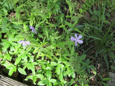 Phlox divaricata, photographed by Zakqary Roy