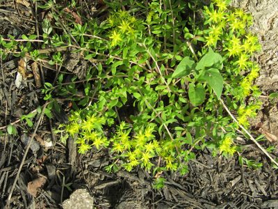 Sedum sarmentosum, photographed by Zakqary Roy