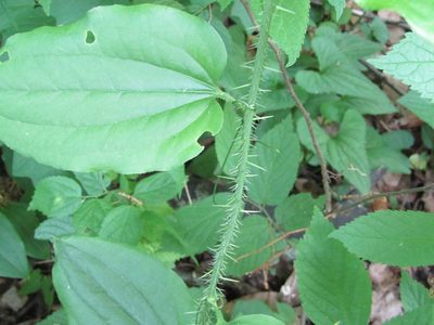 Smilax tamnoides, photographed by Zakqary Roy
