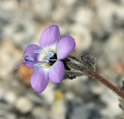 Gilia brecciarum, photographed by Steve Matson