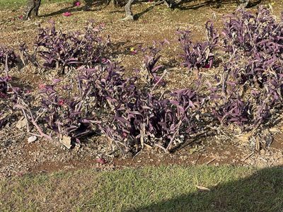 Tradescantia pallida, photographed by Steve Oziel