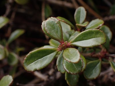 Penstemon davidsonii, photographed by Shane Johnson