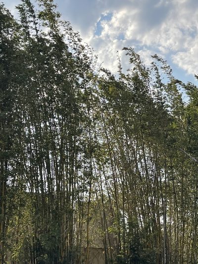 Bambusa oldhamii, photographed by Steve Oziel