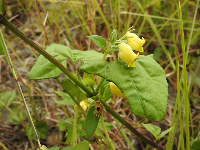 Seemannia sylvatica, photographed by Naturalist Tours