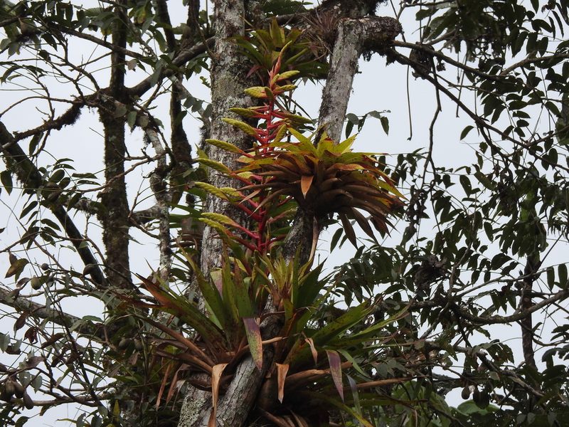 Tillandsia fendleri, photographed by Naturalist Tours