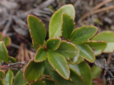 Penstemon davidsonii, photographed by Shane Johnson