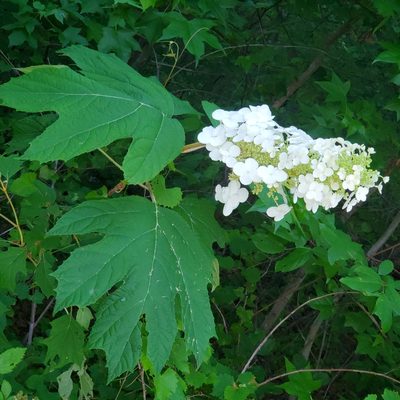 Hydrangea quercifolia