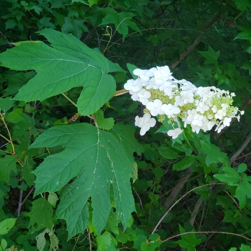 Hydrangea quercifolia, photographed by Laura Gaudette
