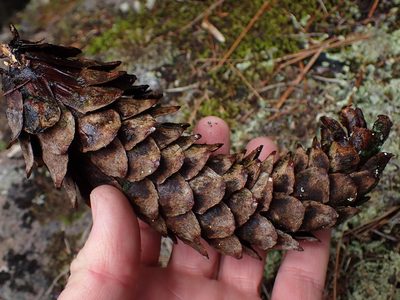 Pinus monticola, photographed by Shane Johnson