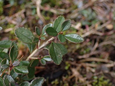 Penstemon davidsonii, photographed by Shane Johnson