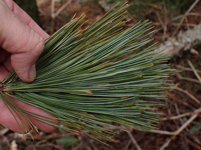 Pinus monticola, photographed by Shane Johnson