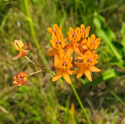 Asclepias lanceolata, photographed by Laura Gaudette