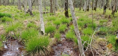 Carex bromoides, photographed by Sarah Johnson