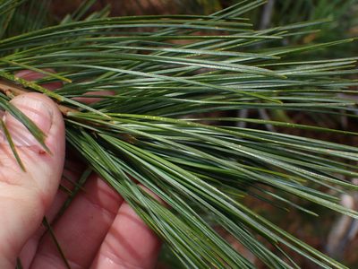 Pinus monticola, photographed by Shane Johnson