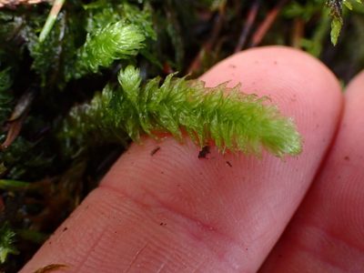 Rhytidiopsis robusta, photographed by Shane Johnson