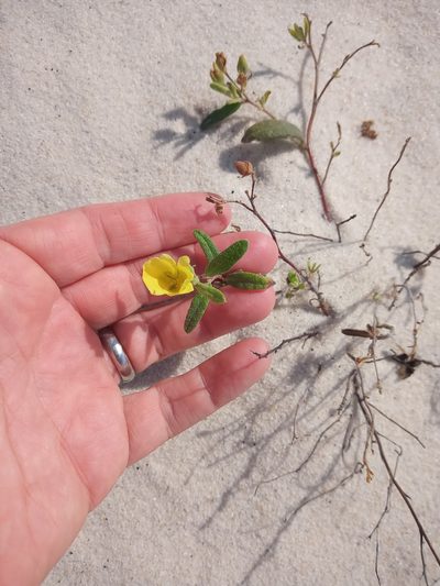 Crocanthemum arenicola, photographed by Abby Darrah