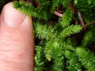 Rhytidiopsis robusta, photographed by Shane Johnson