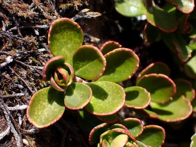 Penstemon davidsonii, photographed by Shane Johnson
