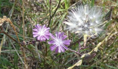 Lactuca graminifolia, photographed by kcthetc1