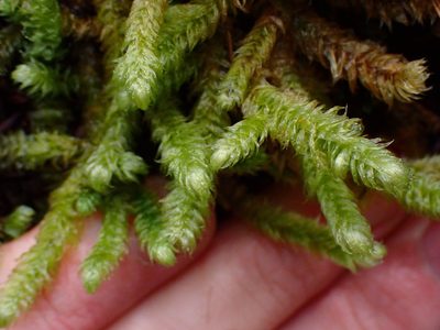 Rhytidiopsis robusta, photographed by Shane Johnson