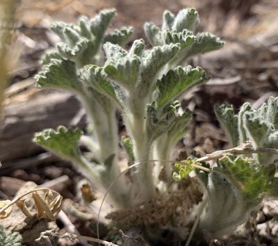 Marrubium vulgare, photographed by mark-groeneveld