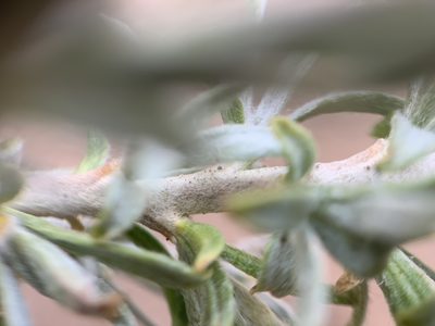 Tetradymia canescens, photographed by mark-groeneveld