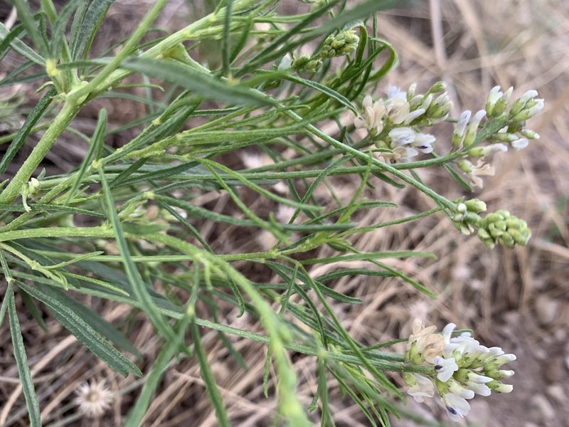 Ladeania lanceolata, photographed by mark-groeneveld