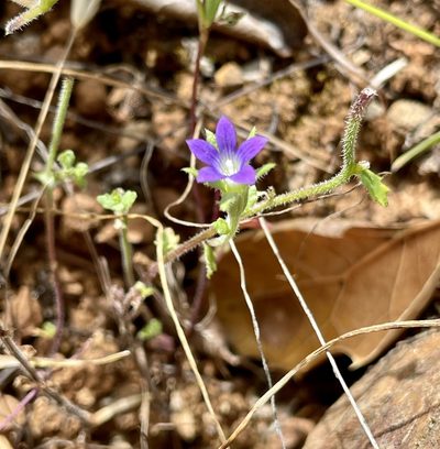 Githopsis specularioides, photographed by Roger Raiche