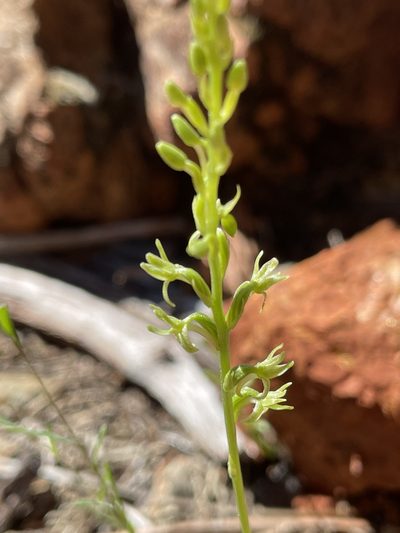 Platanthera leptopetala, photographed by Roger Raiche
