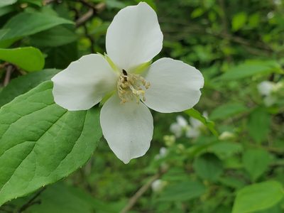 Philadelphus coronarius, photographed by Craig Martin