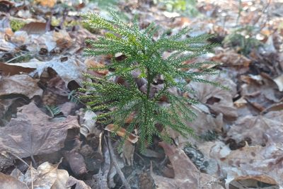 Dendrolycopodium dendroideum, photographed by Quinten Wiegersma