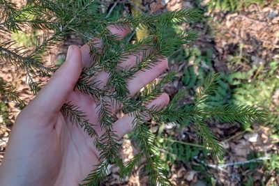 Picea rubens, photographed by Quinten Wiegersma