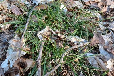 Carex pedunculata, photographed by Quinten Wiegersma