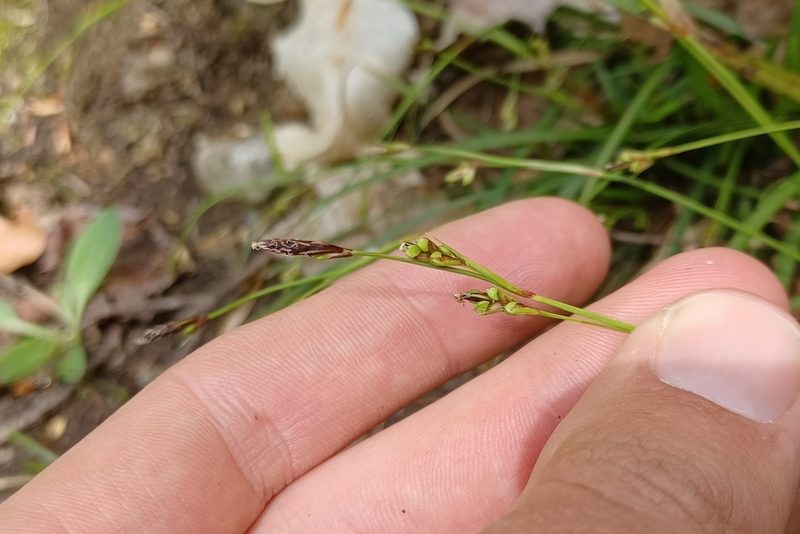 Carex pedunculata, photographed by Quinten Wiegersma