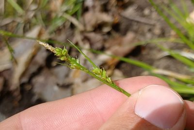 Carex communis, photographed by Quinten Wiegersma