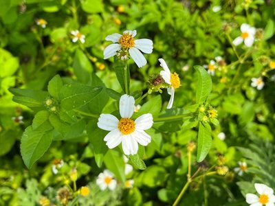 Bidens alba, photographed by LBuffum
