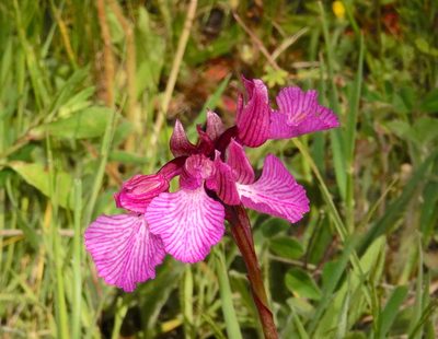Anacamptis papilionacea, photographed by desertnaturalist