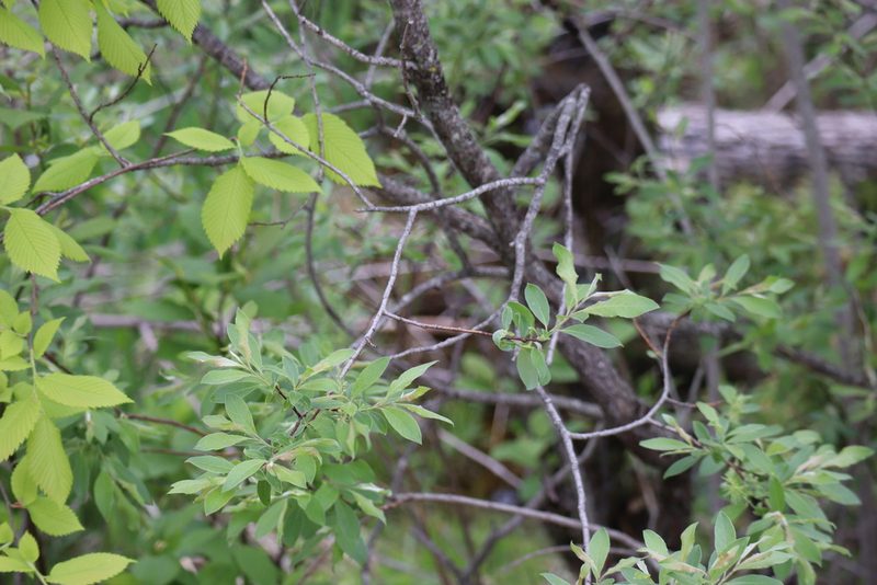 Salix bebbiana, photographed by Henry "Nick" Robertson