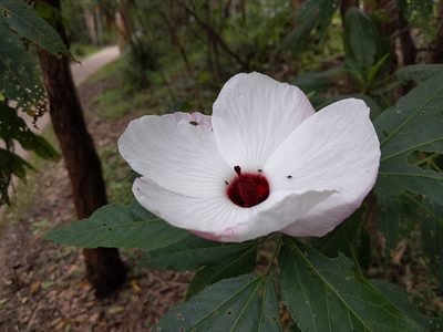Sabdariffa heterophylla, photographed by Beth Addison-smith
