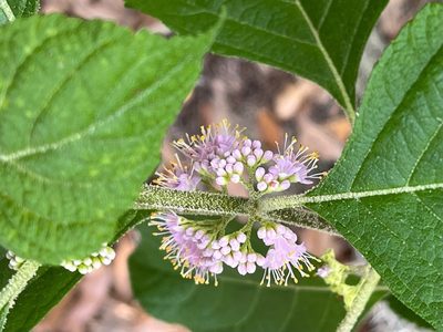 Callicarpa americana, photographed by LBuffum